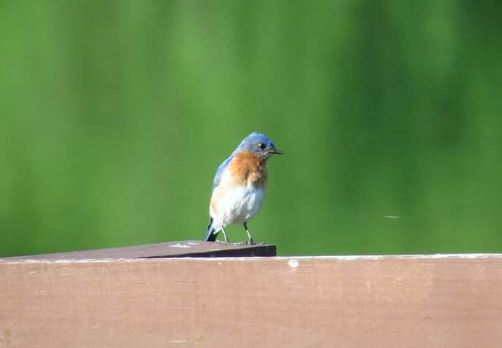 Eastern Bluebird - ML241428301