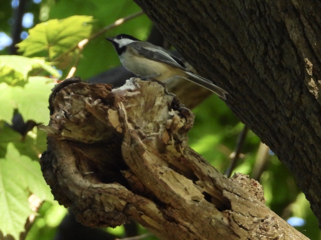 Mésange à tête noire - ML241430371