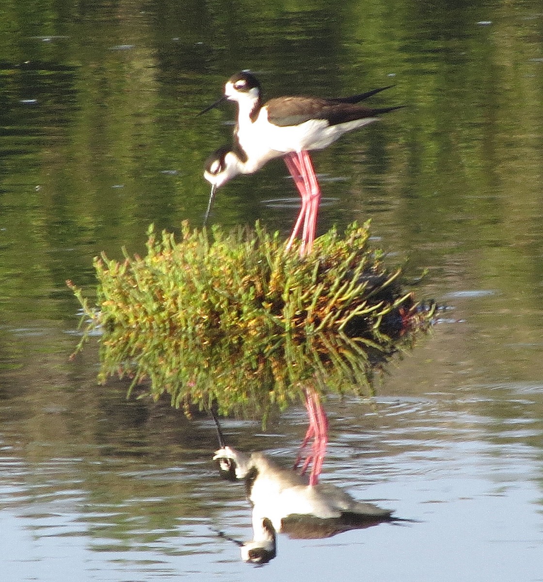 Black-necked Stilt - ML241431561