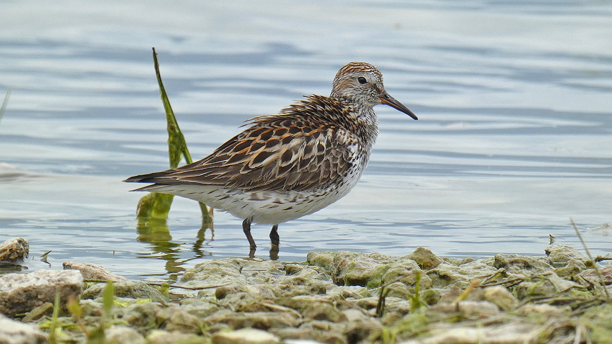 White-rumped Sandpiper - Anonymous