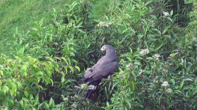 Aguilucho Caricalvo Común - ML241432191