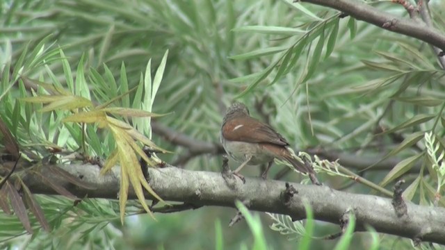 Northern Gray-headed Sparrow - ML241432931