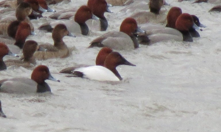 Canvasback - ML24143411