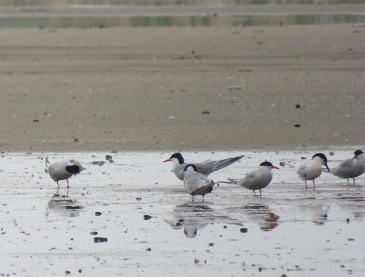 Roseate Tern - ML241435501