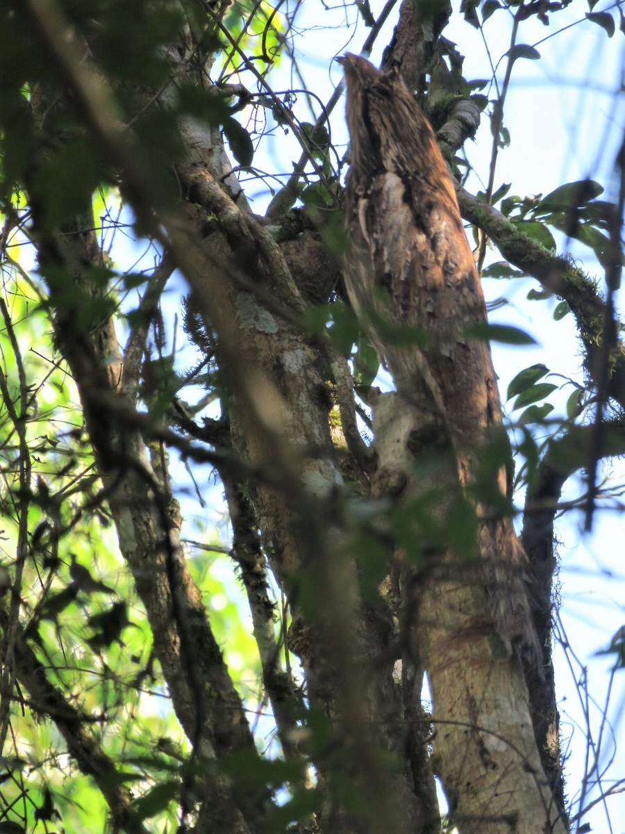 Long-tailed Potoo - Myrlene Staten