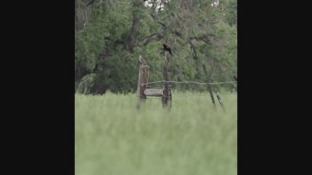 Chihuahuan Meadowlark - ML241436501