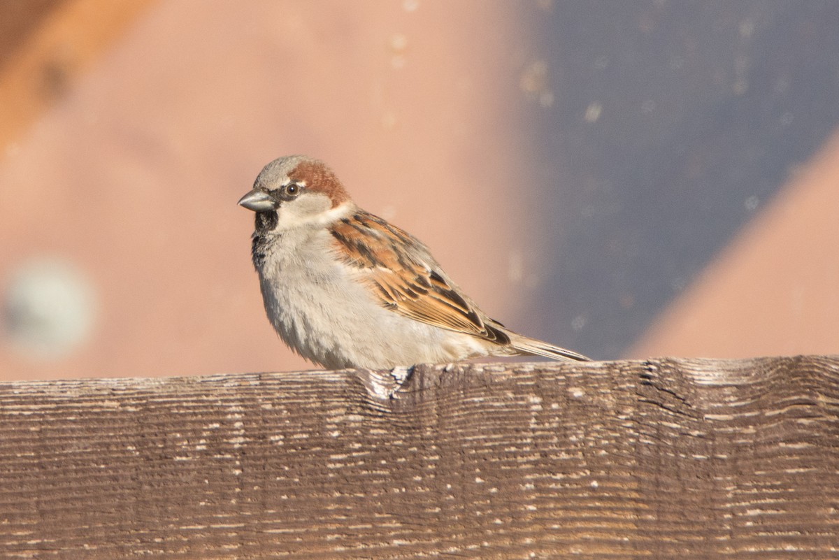 House Sparrow - ML24143771