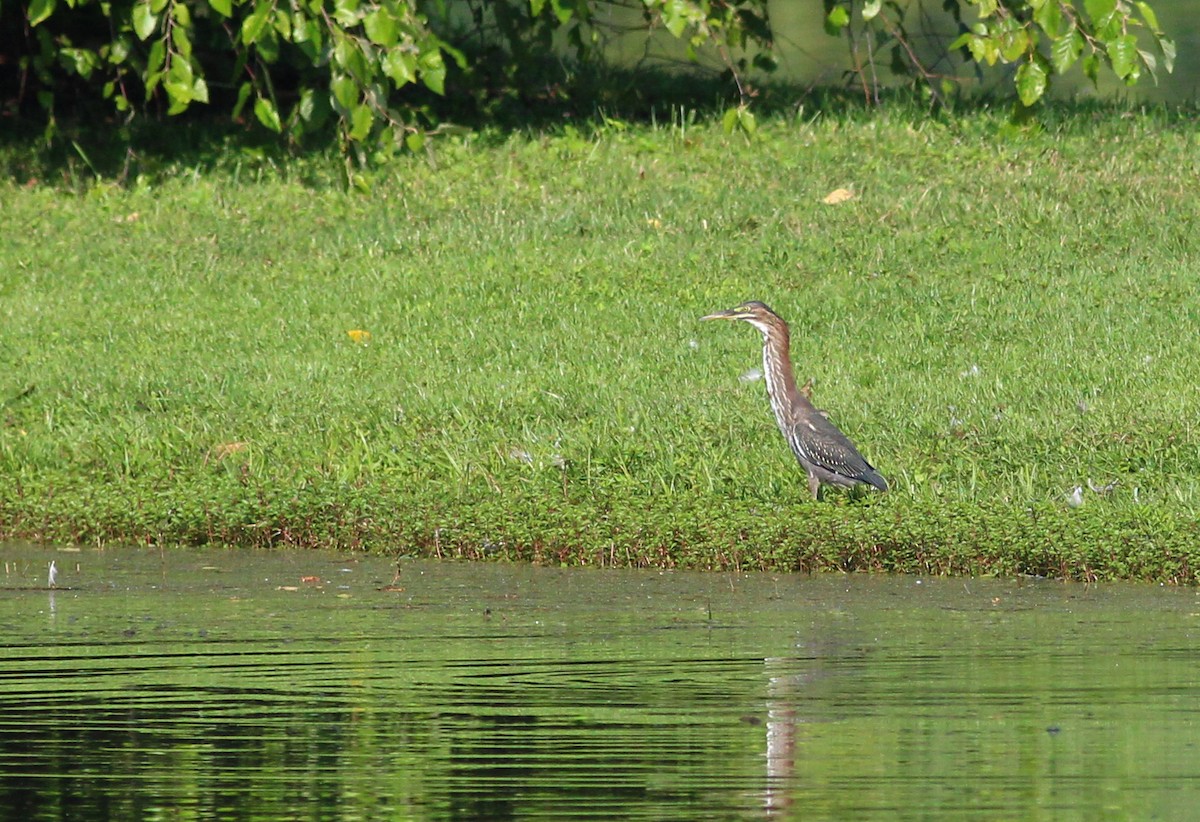 Green Heron - ML241439941