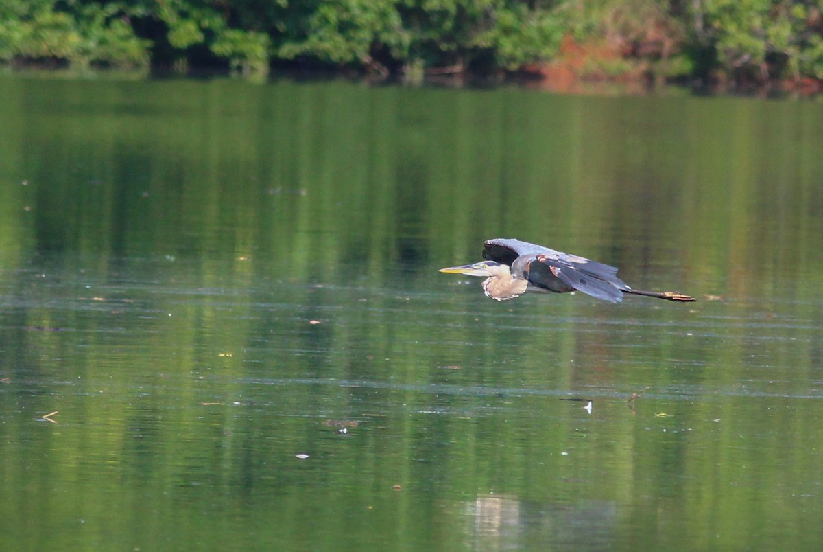 Great Blue Heron - ML241439961