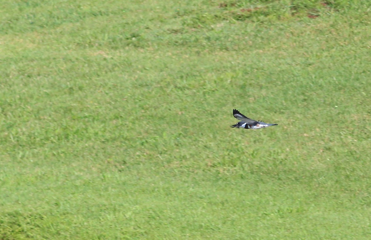 Belted Kingfisher - ML241439981