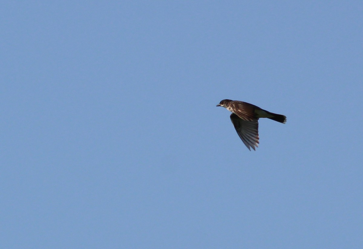 Eastern Kingbird - ML241439991