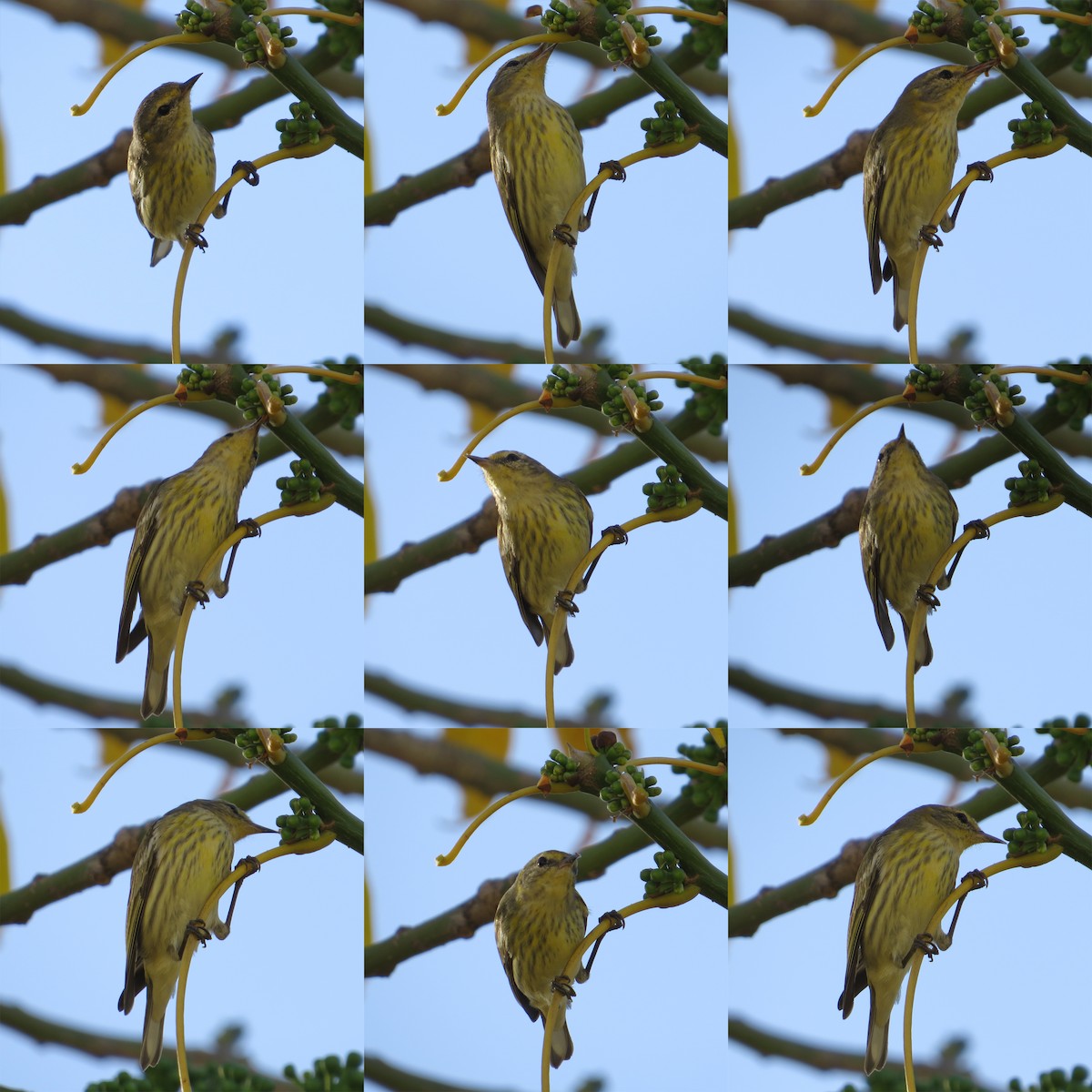 Cape May Warbler - ML24144061