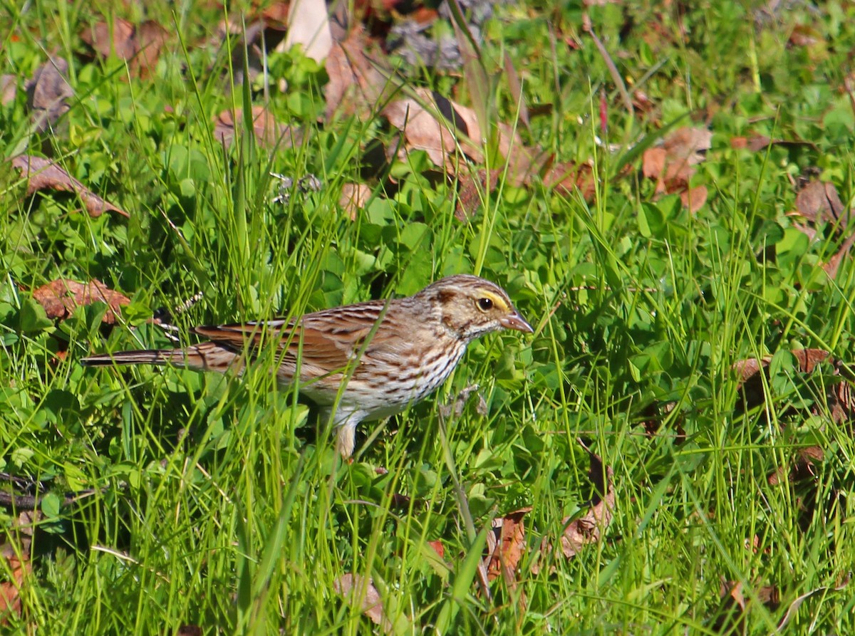 Savannah Sparrow - ML241441761