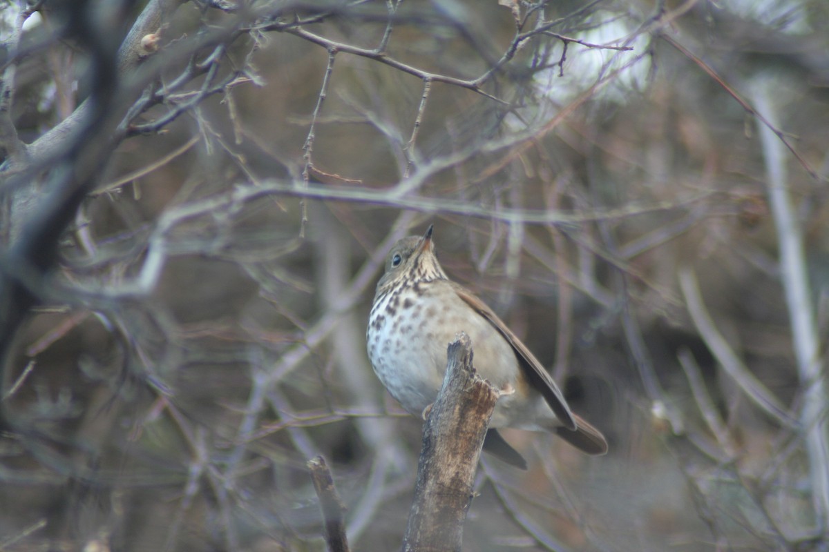 Hermit Thrush - ML241445471