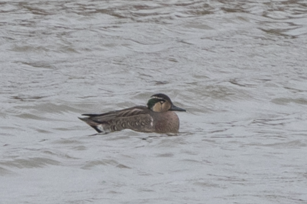 Baikal Teal - Simon Colenutt