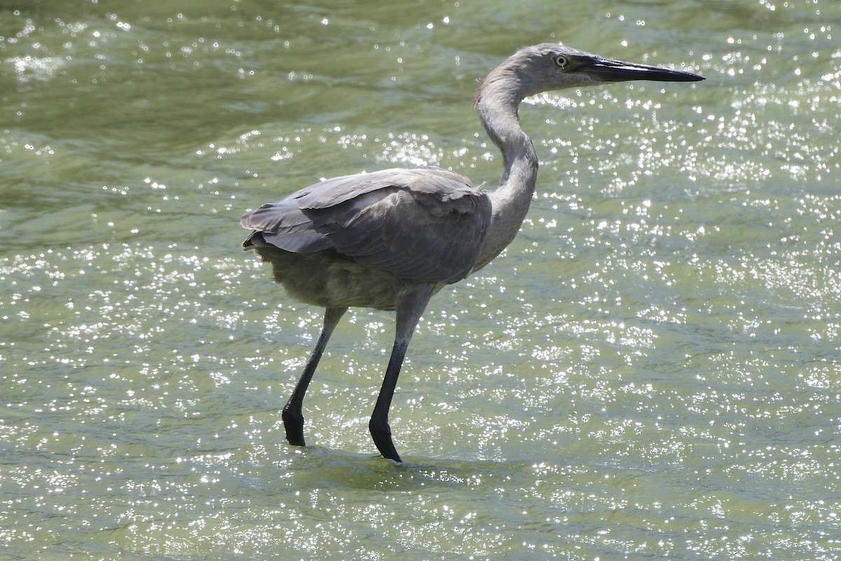 Reddish Egret - Glenda Tromp