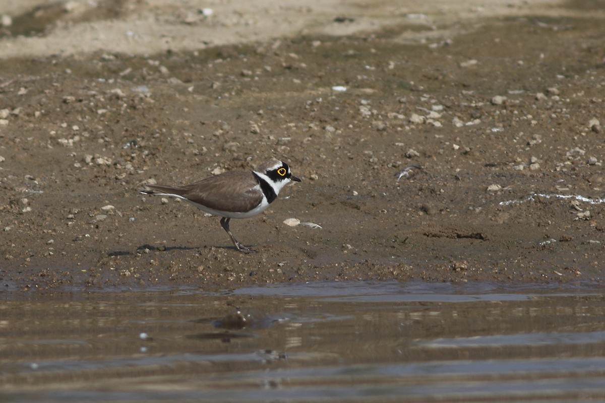 Little Ringed Plover - Dibyendu Ash