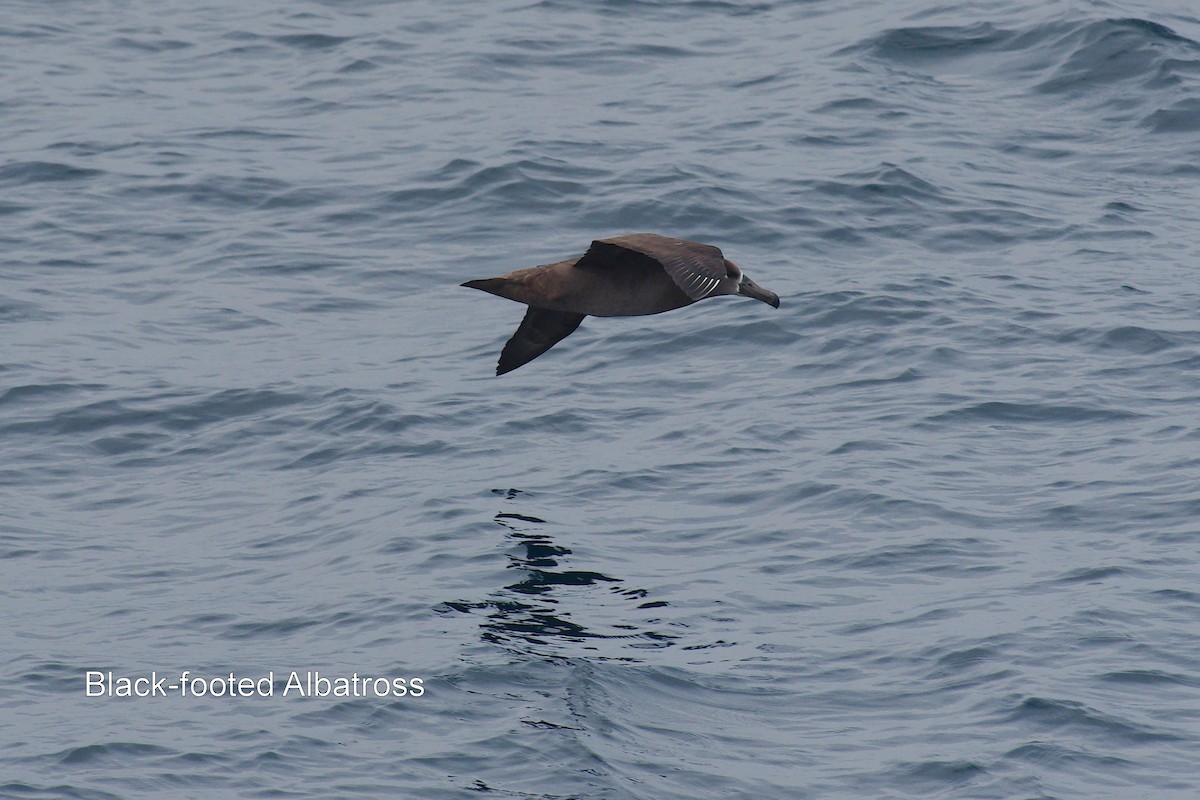 Black-footed Albatross - Keith Cowton