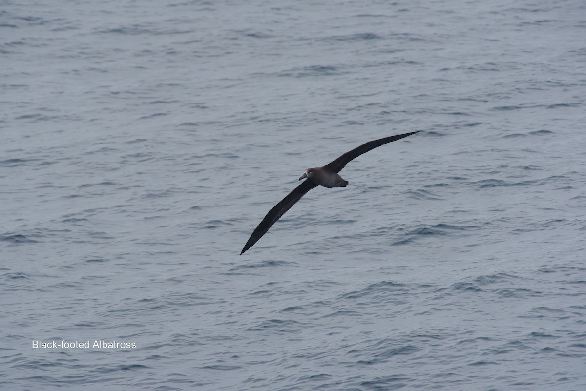 Black-footed Albatross - Keith Cowton