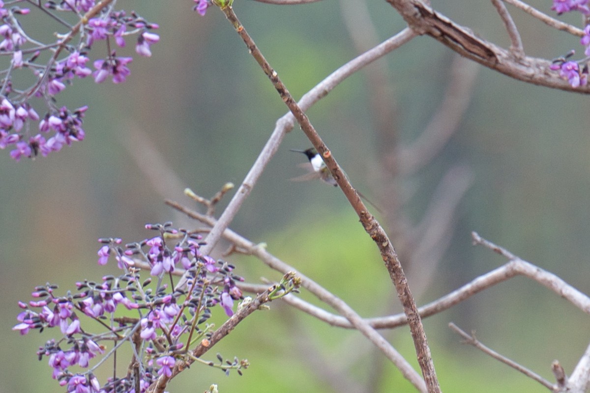 kolibřík růžkatý - ML241452371