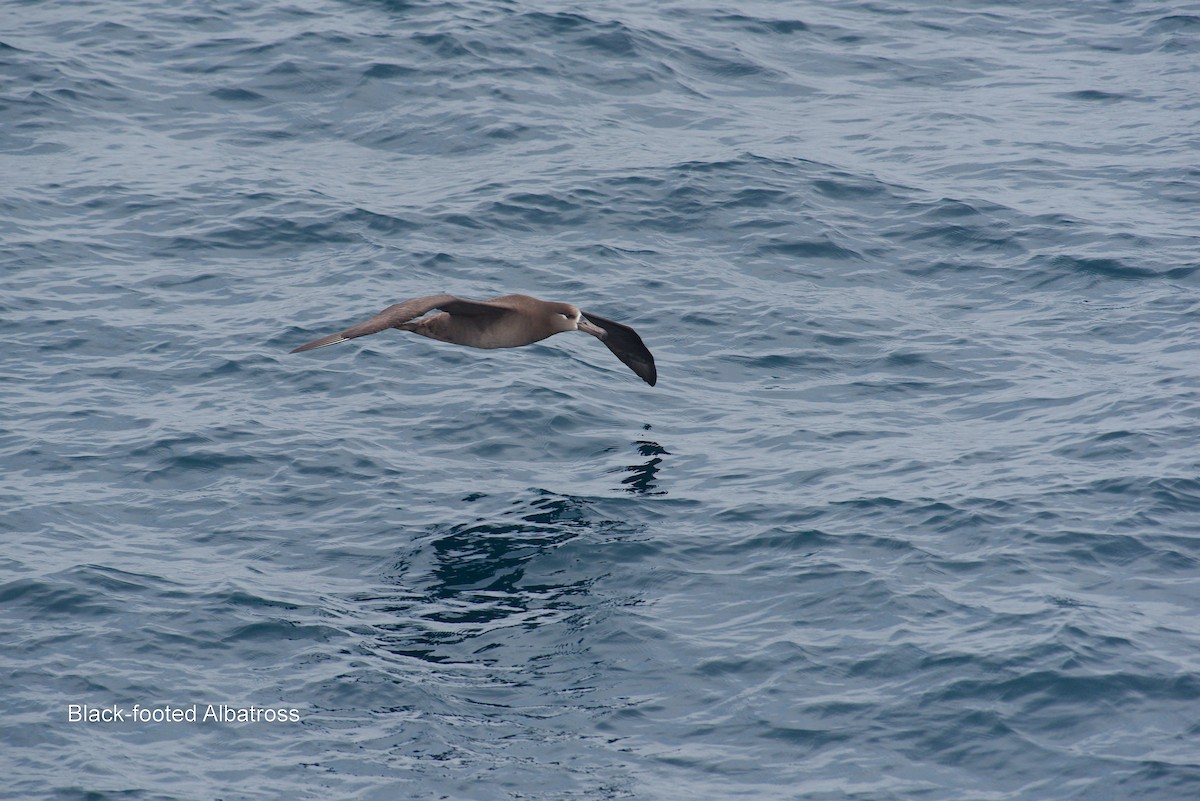 Black-footed Albatross - Keith Cowton