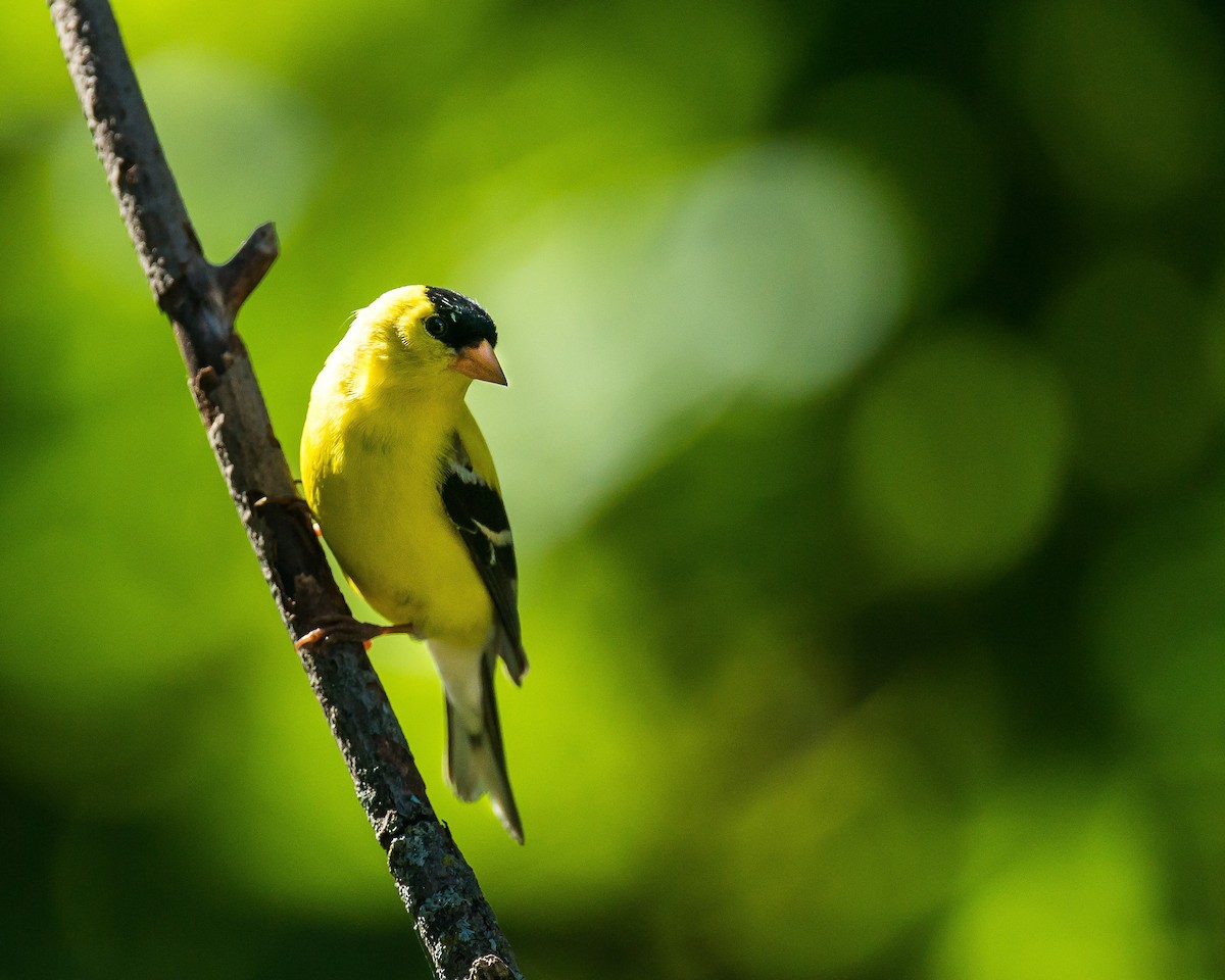 American Goldfinch - ML241452791