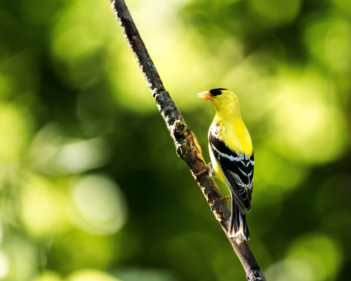 American Goldfinch - ML241452801