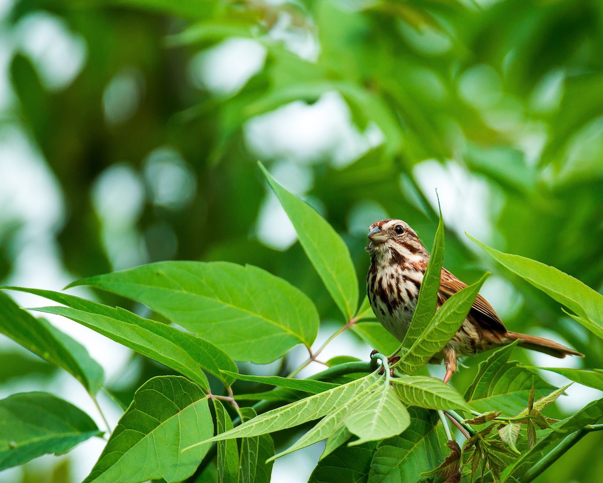 Song Sparrow - ML241452851
