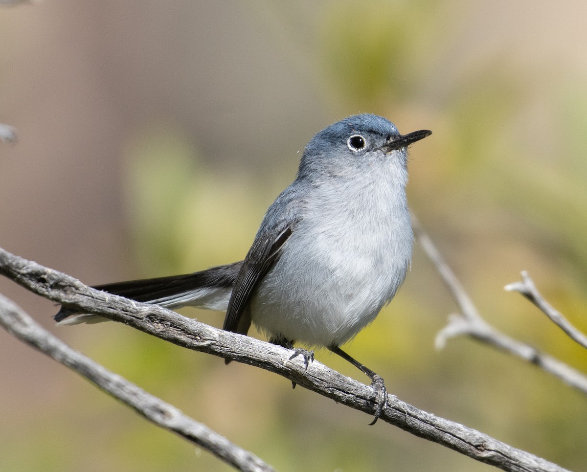 Blue-gray Gnatcatcher (Western) - Joe Aliperti