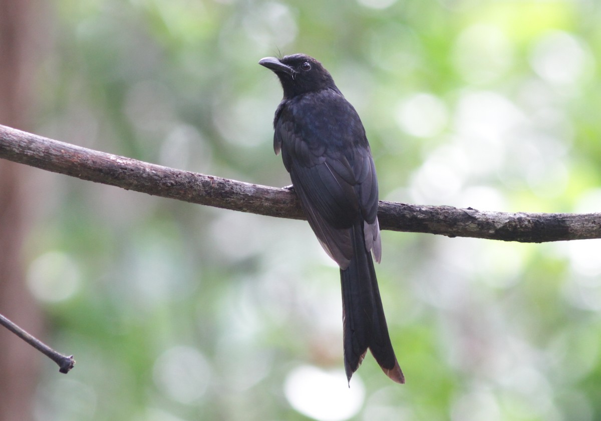 Andaman Drongo - ML241453491