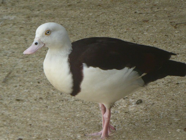 Radjah Shelduck - ML241453561