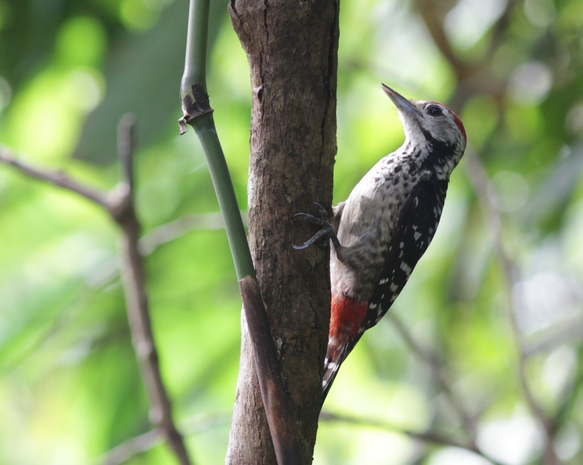 Freckle-breasted Woodpecker - Stephan Lorenz