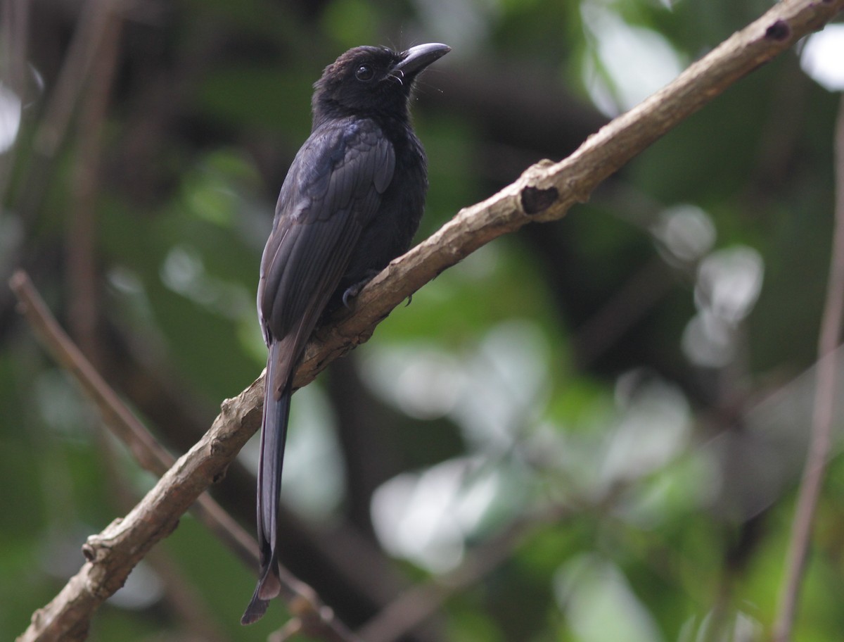 Andaman Drongo - ML241453731