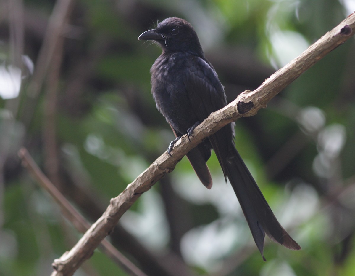 Andaman Drongo - ML241453761