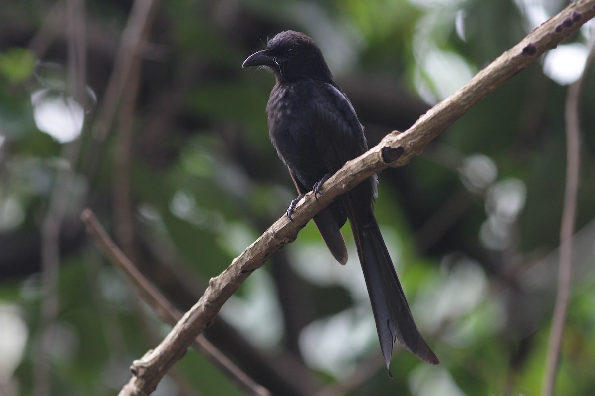 Andaman Drongo - ML241453771