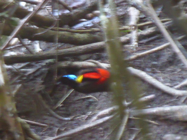 Wilson's Bird-of-Paradise - ML241453831