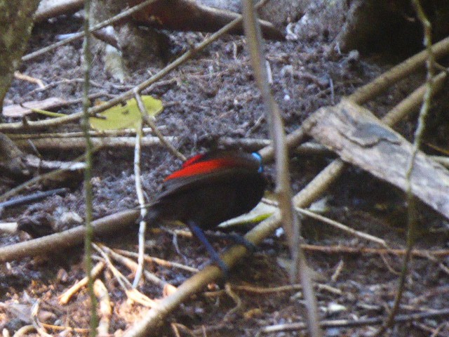 Wilson's Bird-of-Paradise - ML241453851