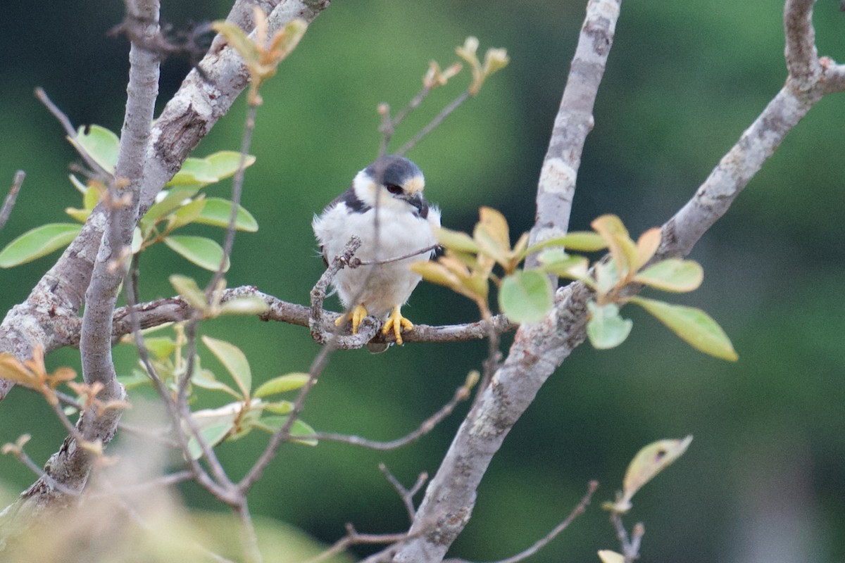 Pearl Kite - ML241454391