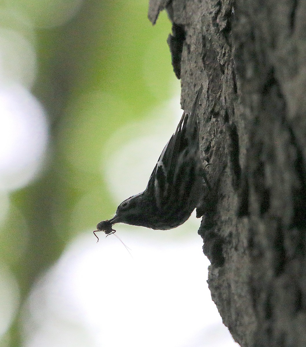 Black-and-white Warbler - ML241455211
