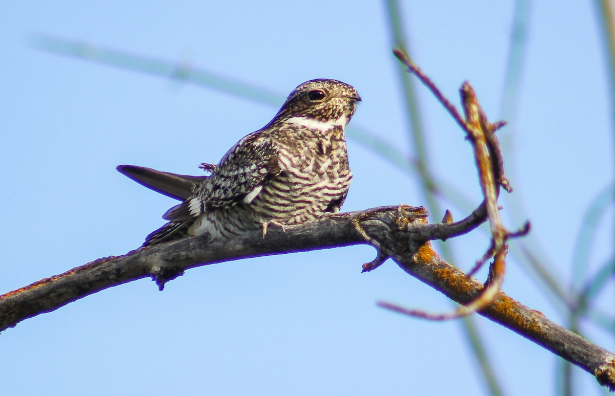 Common Nighthawk - Alex George