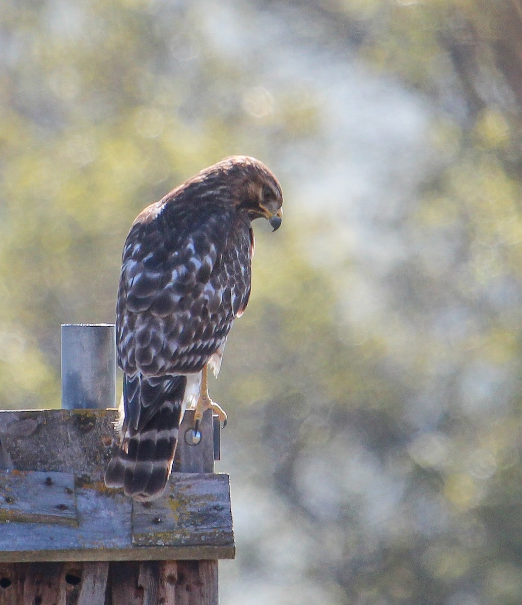 Red-shouldered Hawk - ML241456081