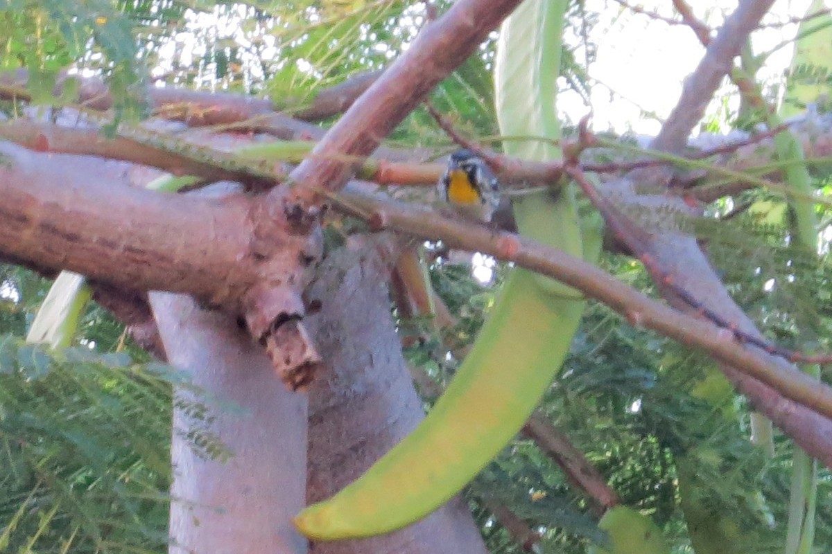 Yellow-throated Warbler - ML24145641