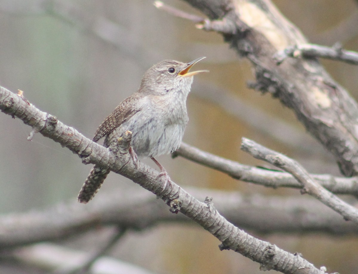 House Wren - ML241456781