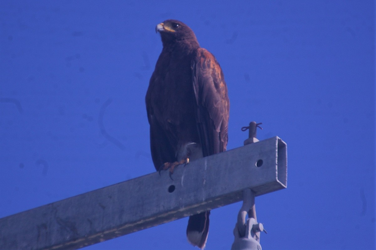 Harris's Hawk - ML241457381