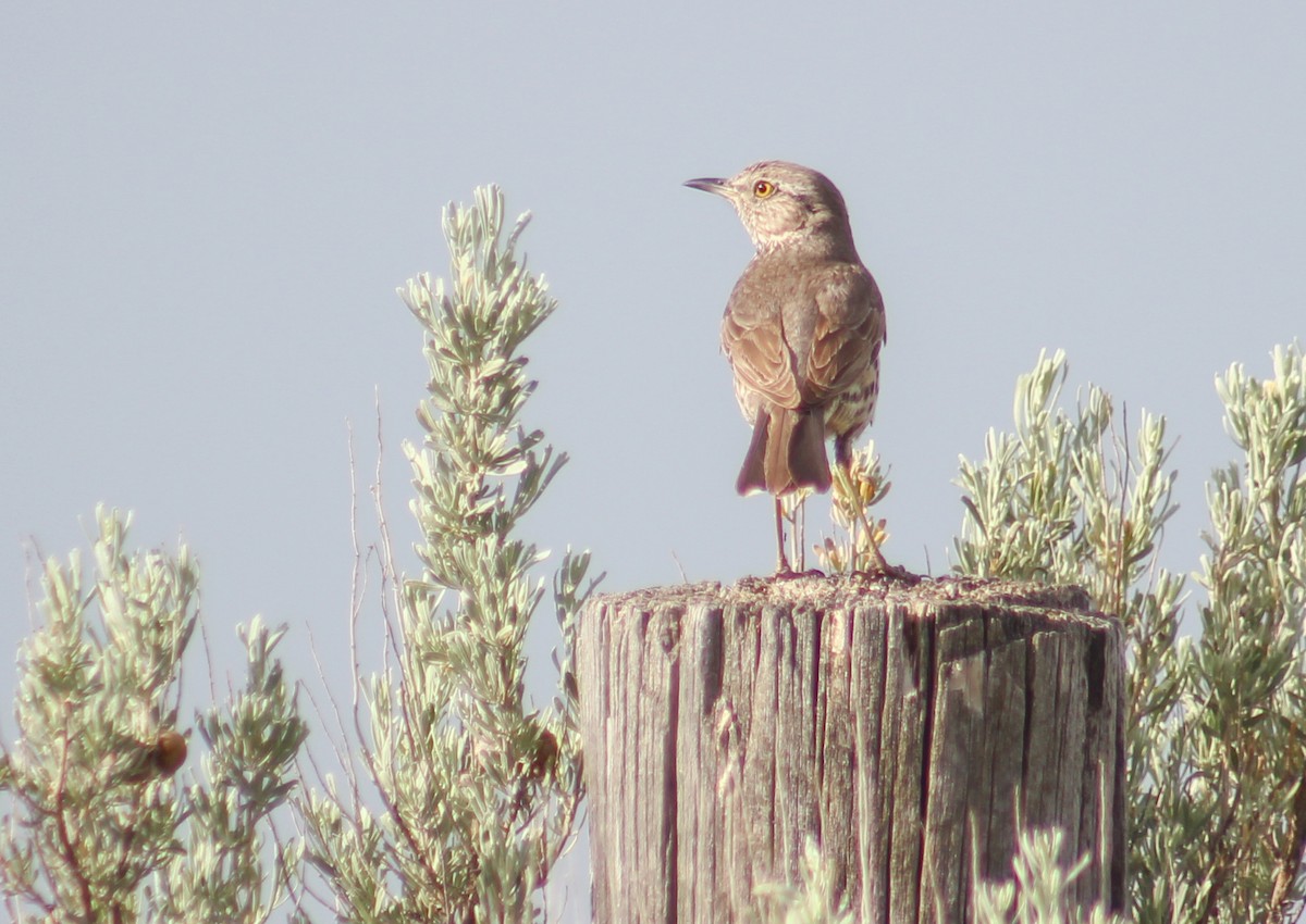 Sage Thrasher - ML241457541