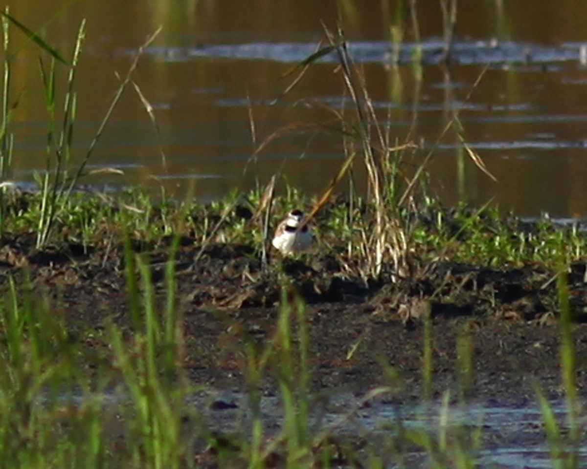 Collared Plover - ML241459411