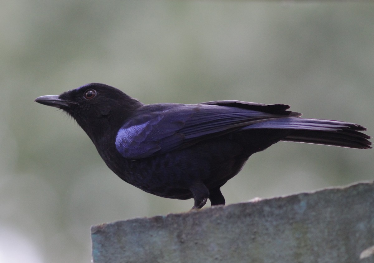 Malabar Whistling-Thrush - ML241459941