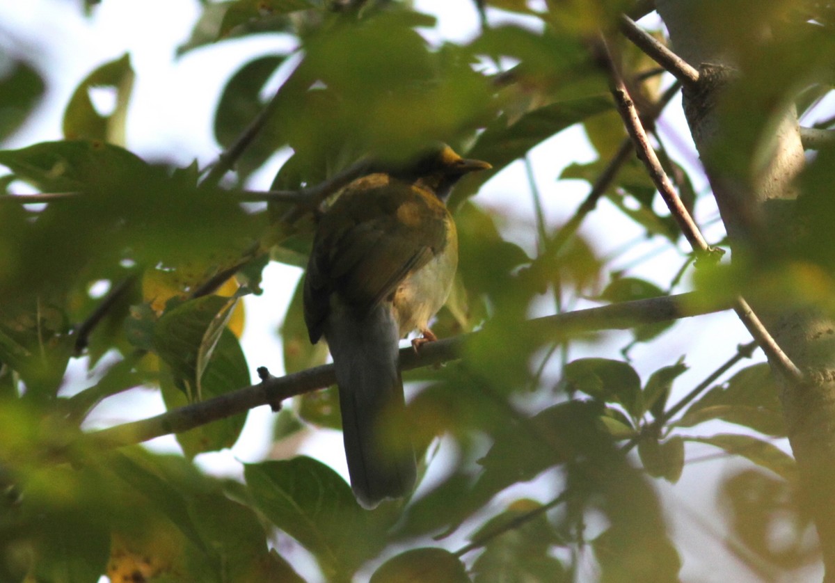 Bulbul Cabecigrís - ML241460151