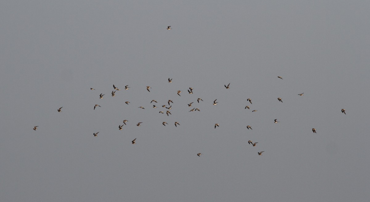 Small Pratincole - ML241460361