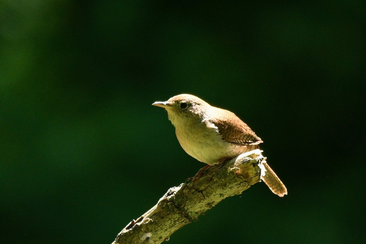 House Wren - ML241460441